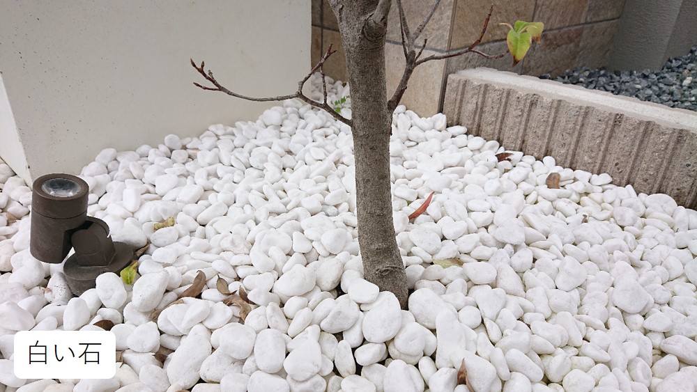 シンボルツリー　ヤマボウシ　白い石